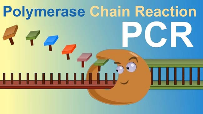 What Is Polymerase Chain Reaction?